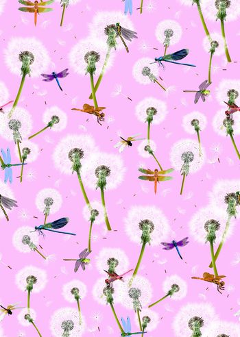 597671-蒲公英 蜻蜓--2