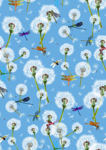 597672-蒲公英 蜻蜓--2