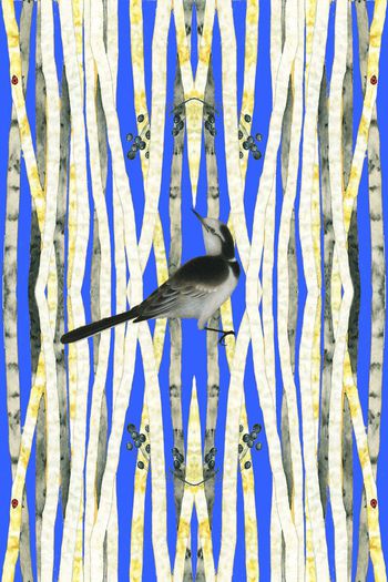 598454-荷叶小鸟中国风工笔