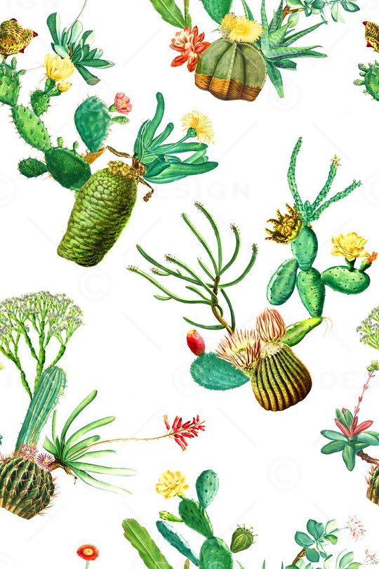 热带印花华亿平台图片