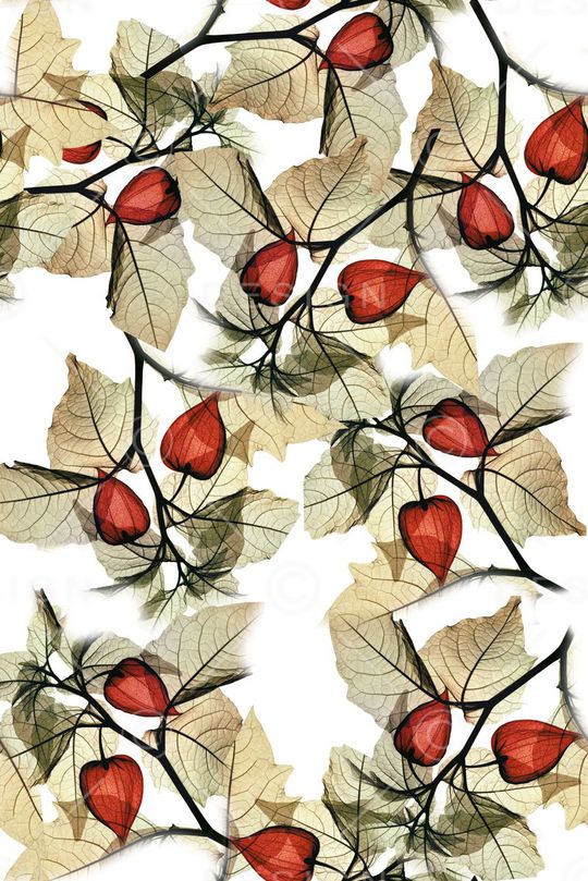 流行印花华亿平台图片