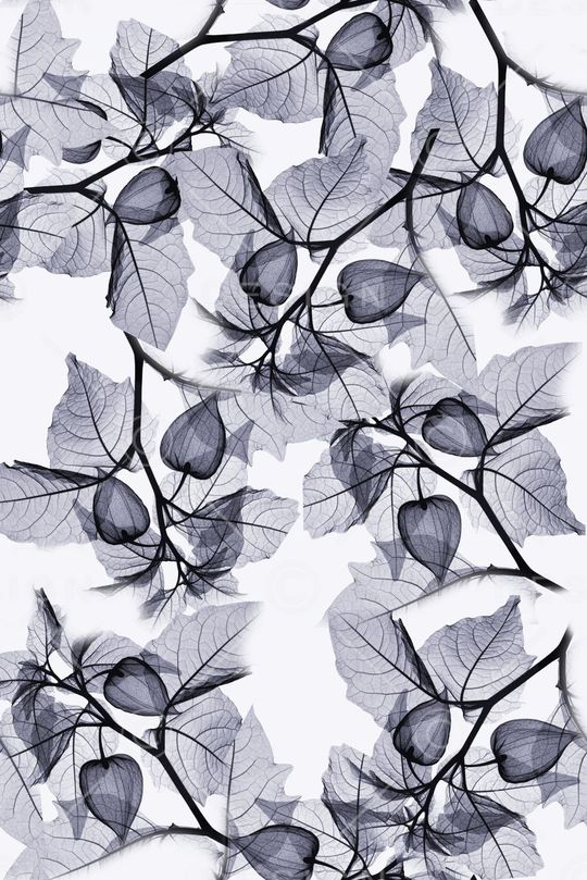 流行印花华亿平台图片