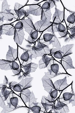 流行印花华亿平台图片