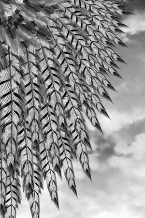 鸟印花华亿平台图片