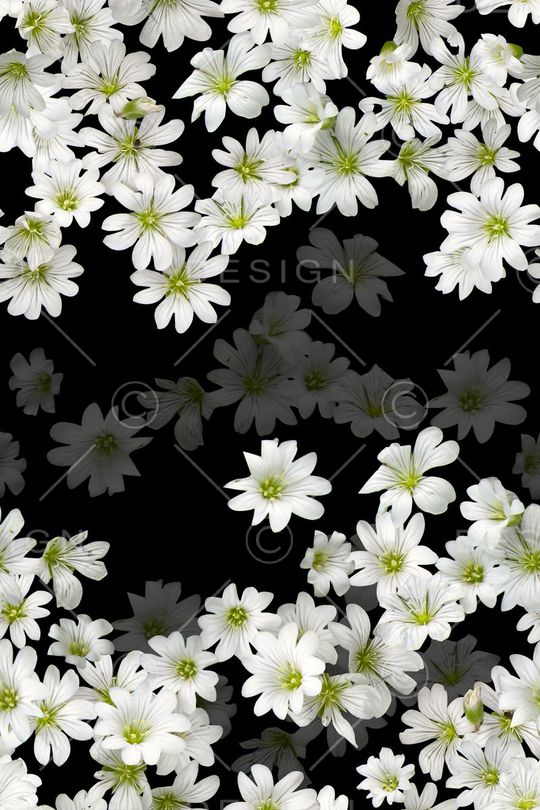 小白花印花华亿平台图片