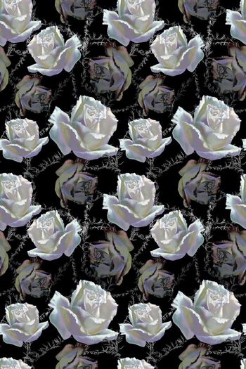 599525-cp原创手绘白玫瑰