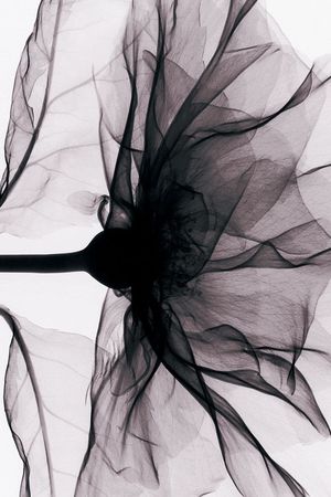 黑白花卉印花华亿平台图片