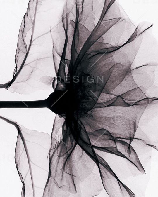 黑白花卉印花华亿平台图片