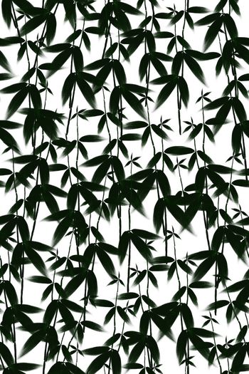 男女装面料印花华亿平台图片