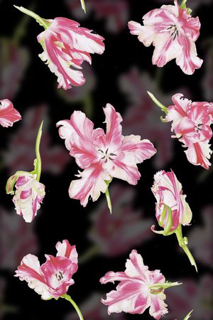 郁金香印花华亿平台图片