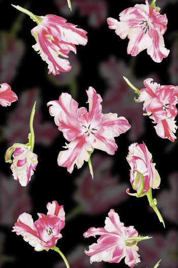 600381-水彩复古小清新鹦鹉郁金香