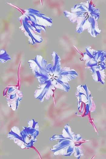 600382-水彩复古小清新鹦鹉郁金香