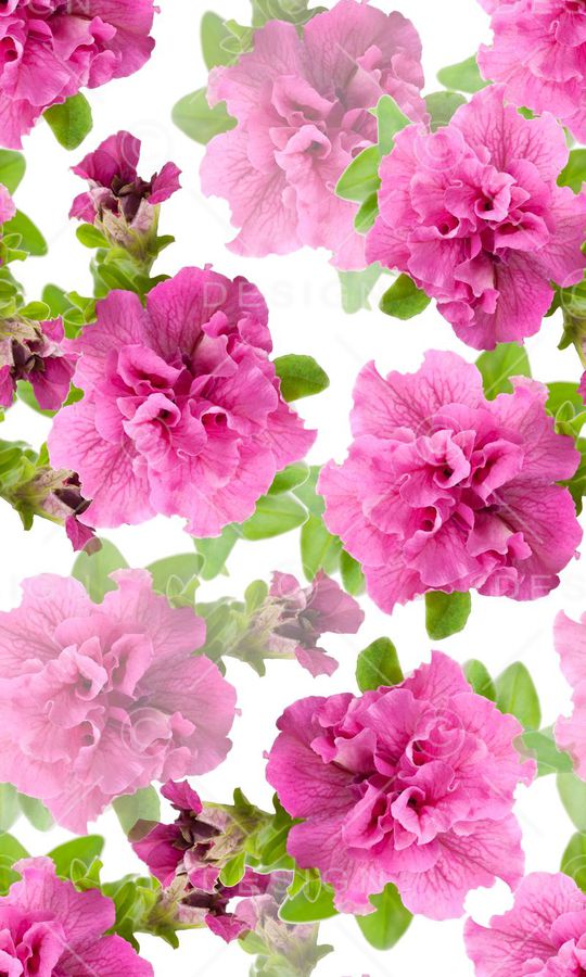 花朵印花华亿平台图片