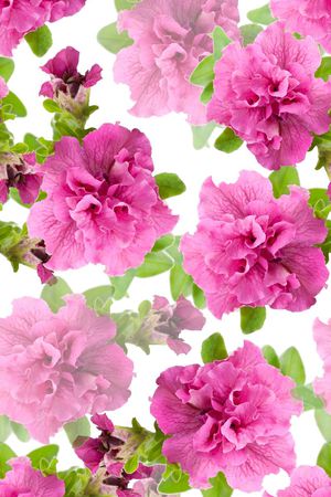 花朵印花华亿平台图片