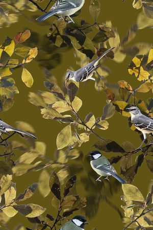 鸟印花华亿平台图片