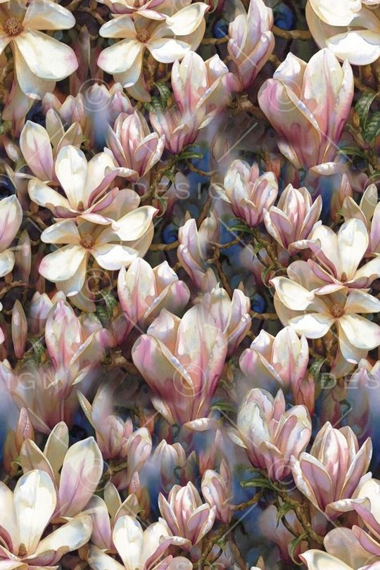 玉兰花印花华亿平台图片