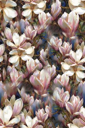 玉兰花印花华亿平台图片