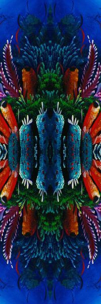 海藻印花华亿平台图片