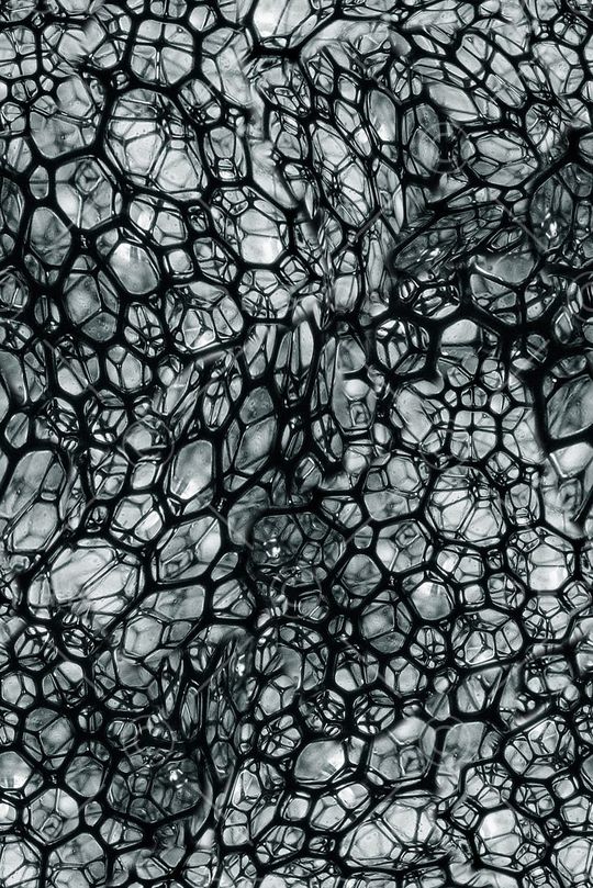 细胞壁印花华亿平台图片