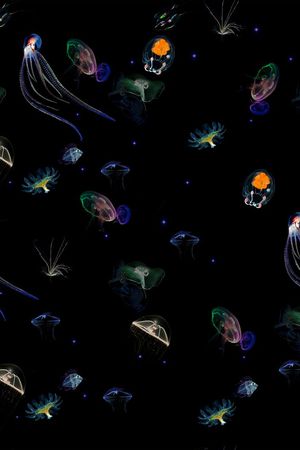 黑底。海洋印花华亿平台图片