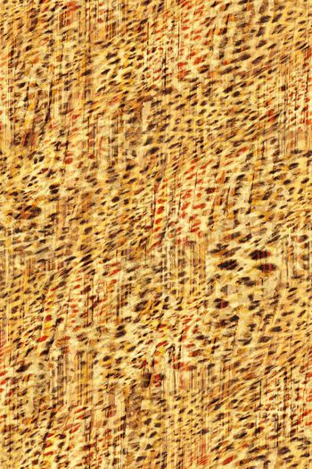 605226-豹纹树皮33