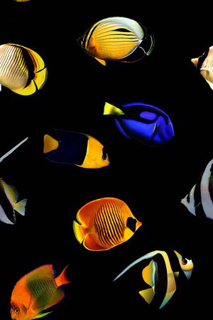 热带鱼印花华亿平台图片