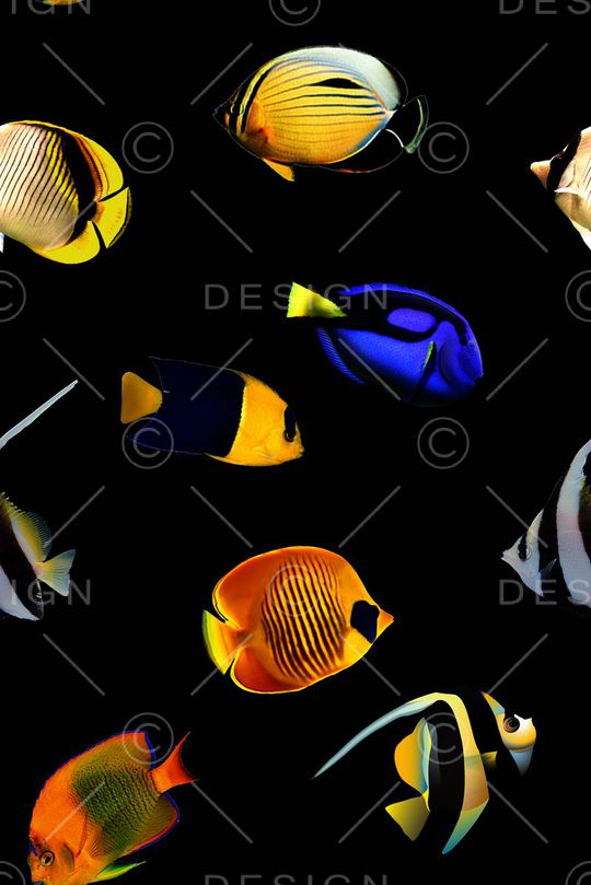 热带鱼印花华亿平台图片