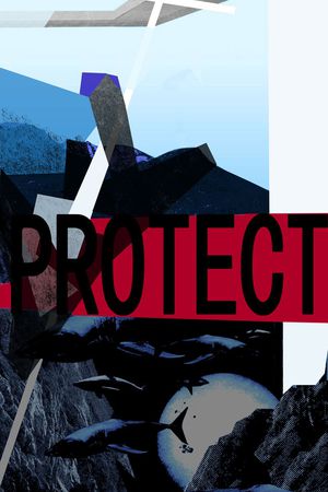 鲨鱼印花华亿平台图片