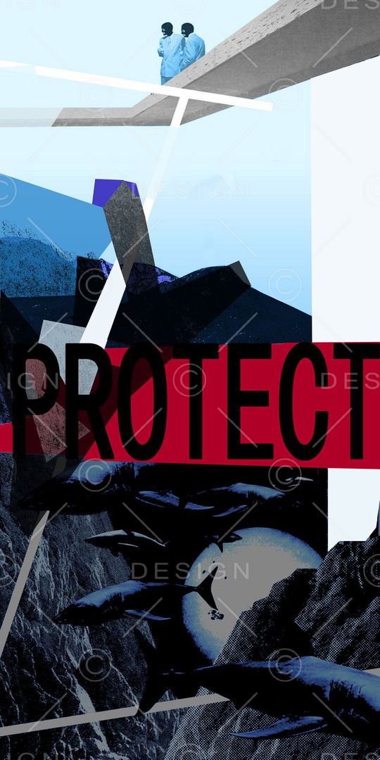 鲨鱼印花华亿平台图片