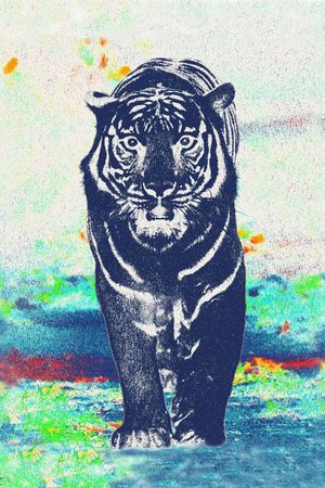 老虎印花华亿平台图片