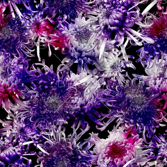 菊花印花华亿平台图片