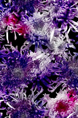 菊花印花华亿平台图片