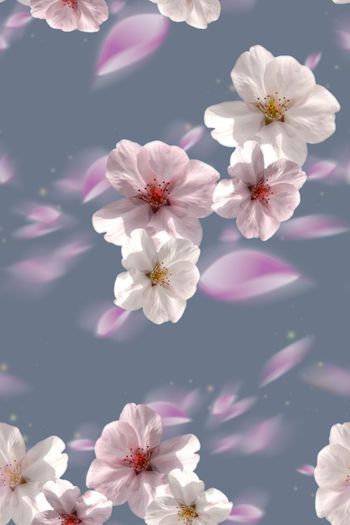 606175-模糊渐变大朵花卉