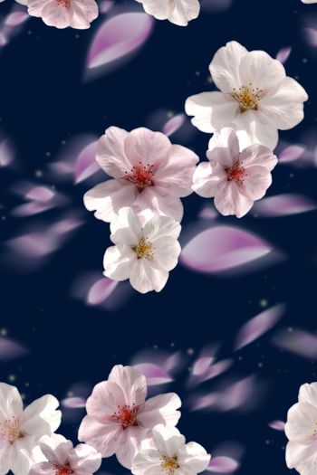 606176-模糊渐变大朵花卉2