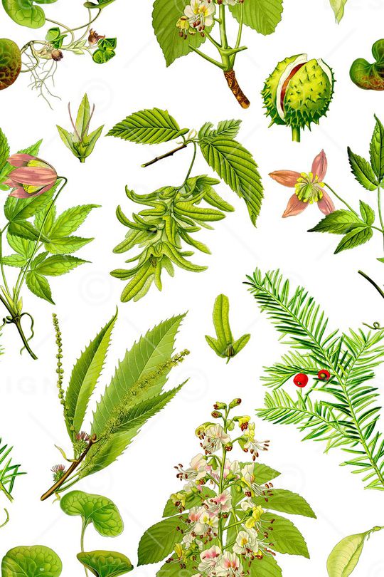 植物印花华亿平台图片