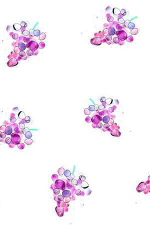 葡萄印花华亿平台图片