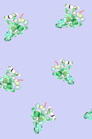 葡萄印花华亿平台图片