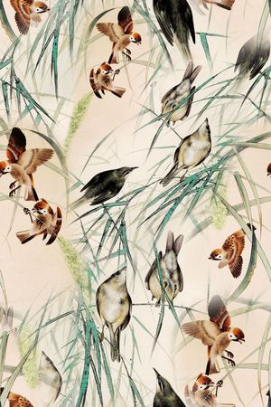 小鸟印花华亿平台图片