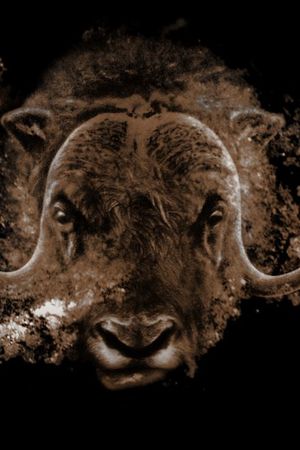 动物印花华亿平台图片