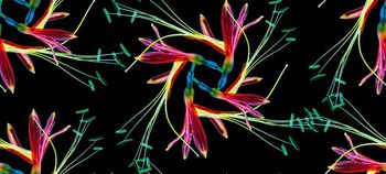 610025-浪漫青春高清花卉2-2