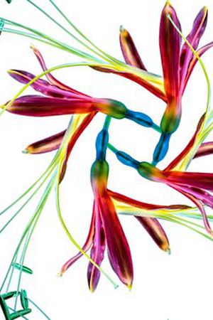 浪漫印花华亿平台图片