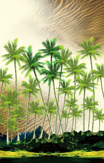 611580-小山椰树04561