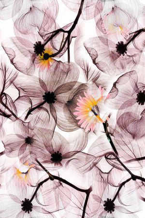 抽象花卉印花华亿平台图片