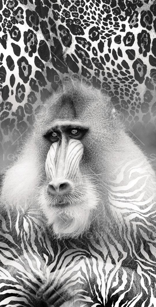 豹纹、斑马纹、猩猩印花华亿平台图片