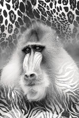 豹纹、斑马纹、猩猩印花华亿平台图片