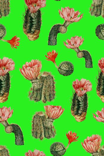 612998-2016-4-13仙人掌花卉3