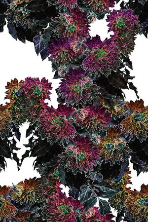 典雅印花华亿平台图片