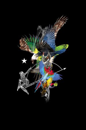 鹦鹉印花华亿平台图片