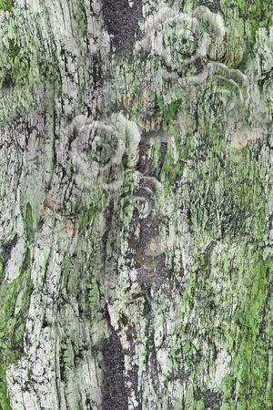 树皮纹理印花华亿平台图片