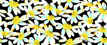 613757-太阳撇丝花 黄色